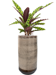 Calathea insignis in Noaz Office Plant With Pot 91cm Height 21cm Dia