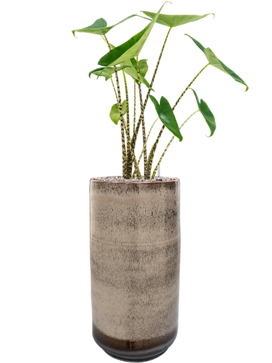 Alocasia zebrina in Noaz Office Plant With Pot 94cm Height 21cm Dia
