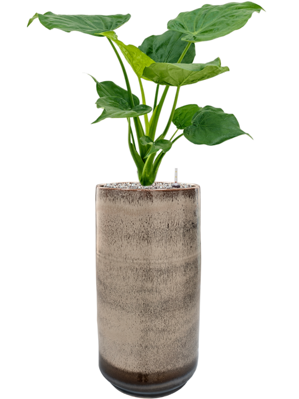 Alocasia cucullata in Noaz Office Plant With Pot 89cm Height 21cm Dia
