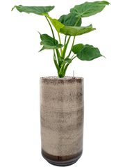 Alocasia cucullata in Noaz Office Plant With Pot 89cm Height 21cm Dia