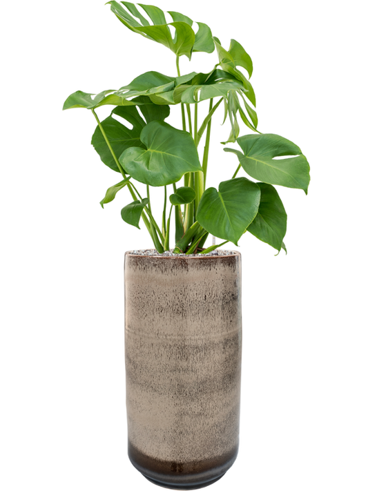 Monstera deliciosa in Noaz Office Plant With Pot 100cm Height 21cm Dia