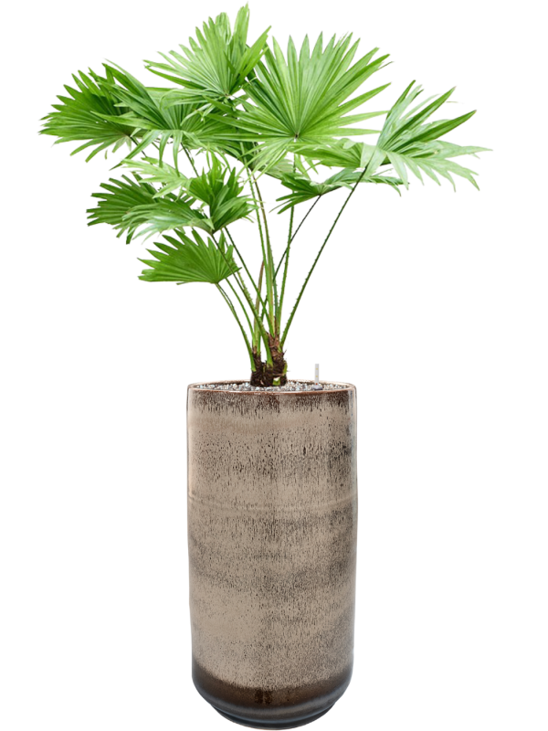 Livistonia rotundifolia in Noaz Office Plant With Pot 101cm Height 21cm Dia
