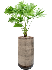 Livistonia rotundifolia in Noaz Office Plant With Pot 101cm Height 21cm Dia