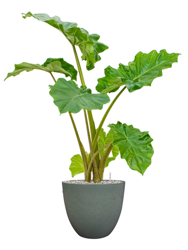 Alocasia 'Portodora' in Artstone Office Plant With Pot 92cm Height 27cm Dia