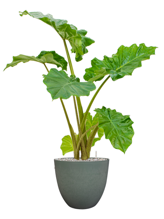 Alocasia 'Portodora' in Artstone Office Plant With Pot 92cm Height 27cm Dia