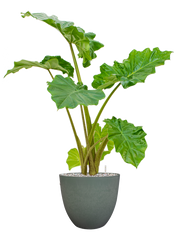 Alocasia 'Portodora' in Artstone Office Plant With Pot 92cm Height 27cm Dia