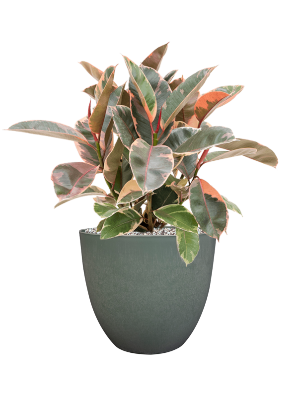 Ficus elastica 'Belize' in Artstone Office Plant With Pot 58cm Height 27cm Dia