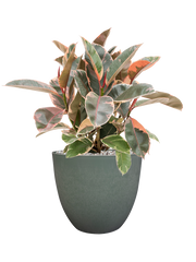 Ficus elastica 'Belize' in Artstone Office Plant With Pot 58cm Height 27cm Dia