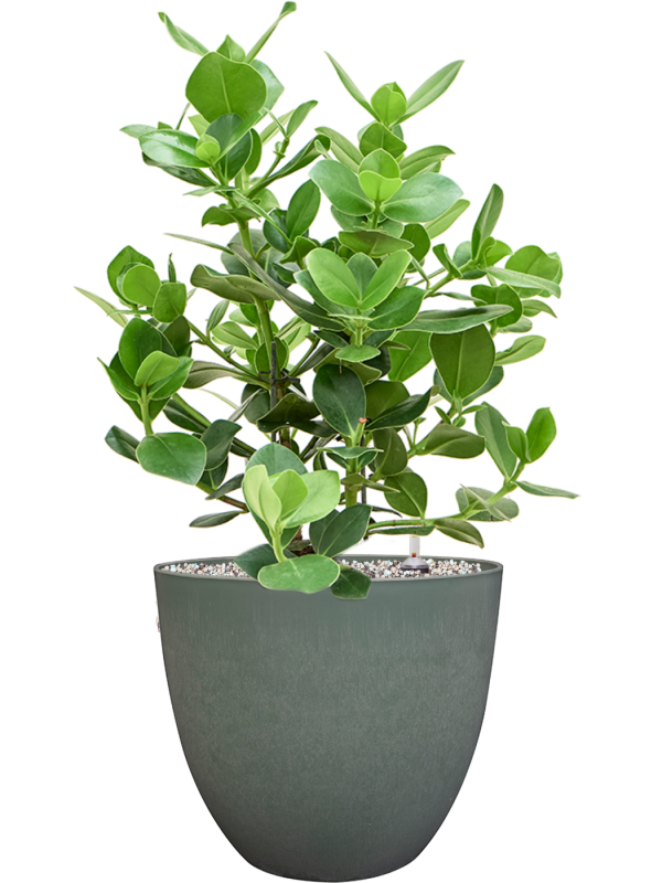 Clusia rosea 'Princess' in Artstone Office Plant With Pot 64cm Height 27cm Dia