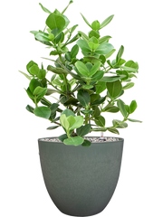 Clusia rosea 'Princess' in Artstone Office Plant With Pot 64cm Height 27cm Dia