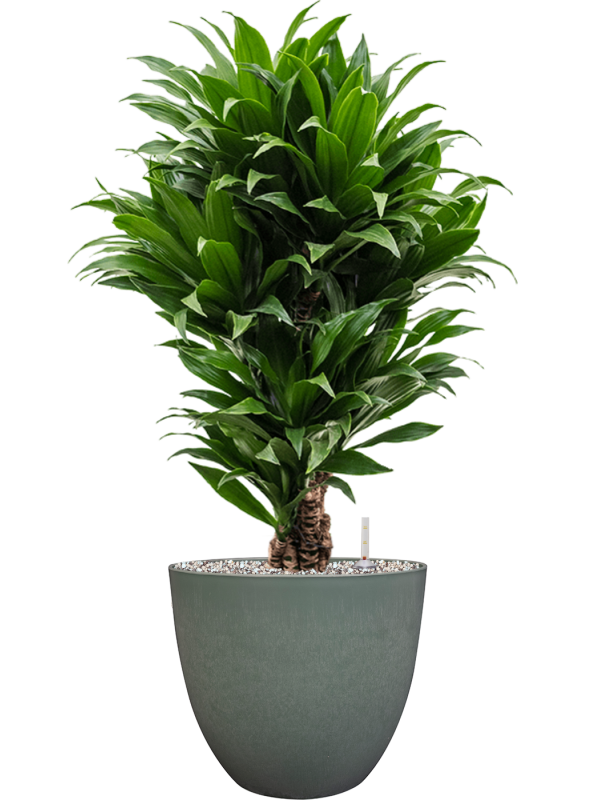 Dracaena fragrans 'Compacta' in Artstone Office Plant With Pot 79cm Height 27cm Dia