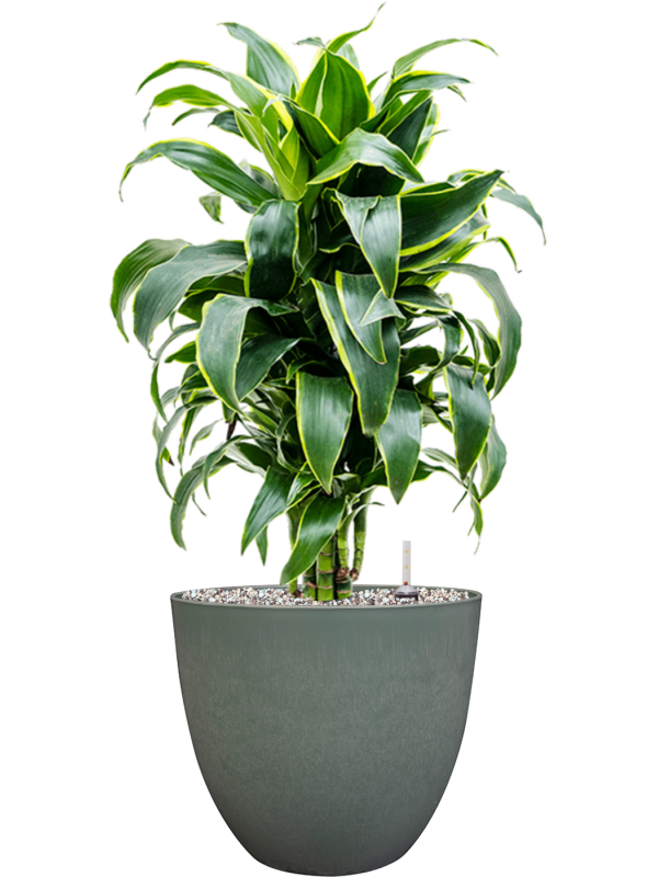 Dracaena fragrans 'Dorado' in Artstone Office Plant With Pot 73cm Height 27cm Dia