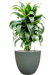 Dracaena fragrans 'Dorado' in Artstone Office Plant With Pot 73cm Height 27cm Dia