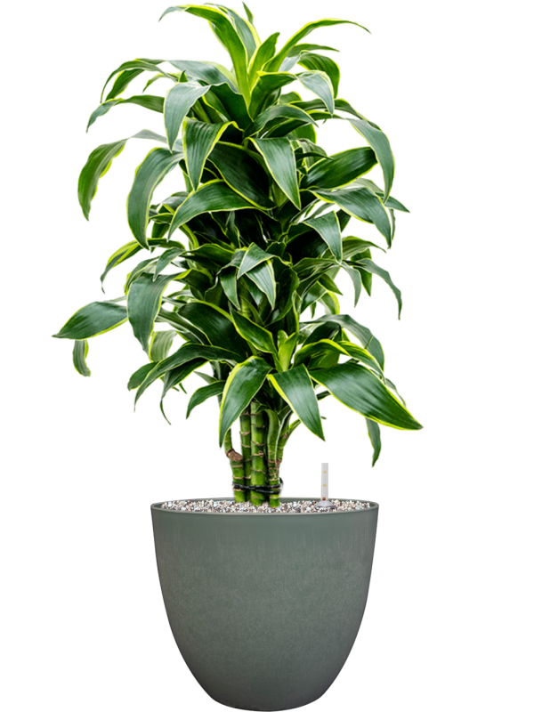 Dracaena fragrans 'Dorado' in Artstone Office Plant With Pot 79cm Height 27cm Dia