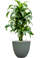 Dracaena fragrans 'Dorado' in Artstone Office Plant With Pot 79cm Height 27cm Dia