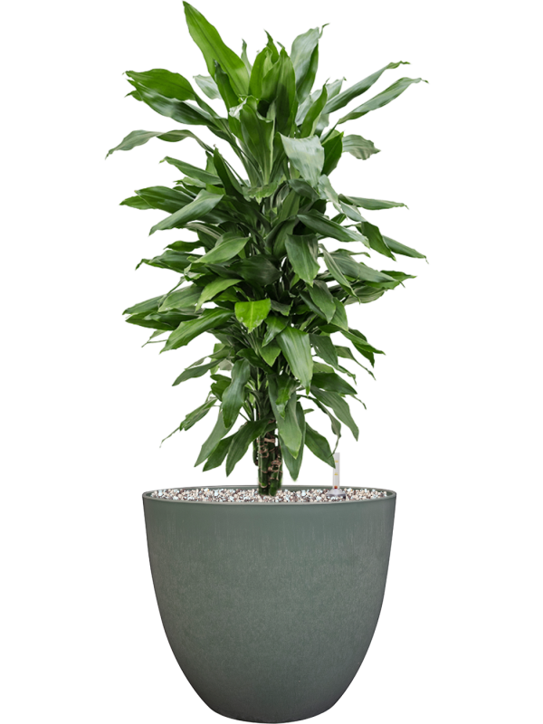 Dracaena fragrans 'Janet Lind' in Artstone Office Plant With Pot 73cm Height 27cm Dia