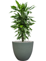 Dracaena fragrans 'Janet Lind' in Artstone Office Plant With Pot 73cm Height 27cm Dia