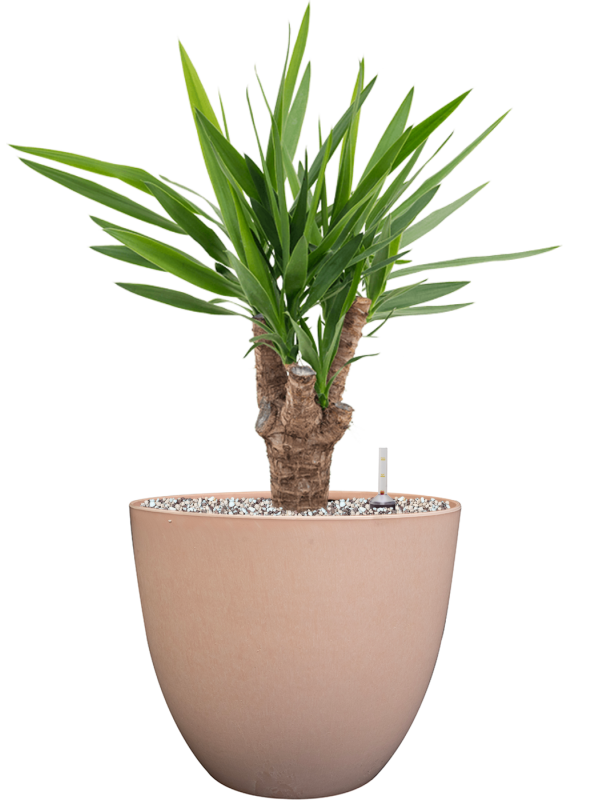 Yucca elephantipes in Artstone Office Plant With Pot 62cm Height 27cm Dia