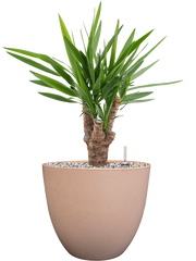 Yucca elephantipes in Artstone Office Plant With Pot 62cm Height 27cm Dia
