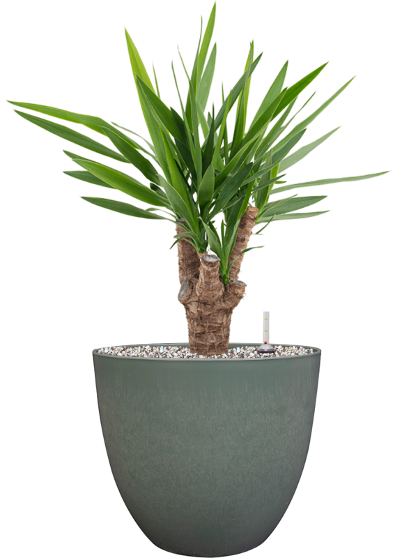 Yucca elephantipes in Artstone Office Plant With Pot 62cm Height 27cm Dia