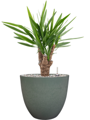 Yucca elephantipes in Artstone Office Plant With Pot 62cm Height 27cm Dia