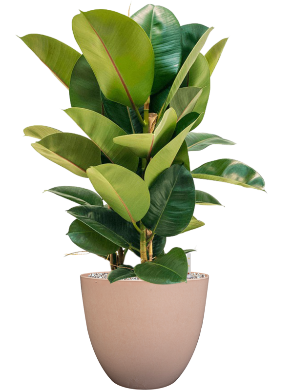 Ficus elastica 'Robusta' in Artstone Office Plant With Pot 78cm Height 27cm Dia