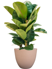 Ficus elastica 'Robusta' in Artstone Office Plant With Pot 78cm Height 27cm Dia