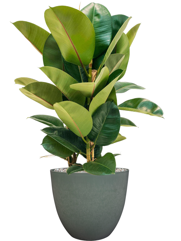 Ficus Robusta | Rubberplant 120cm kopen