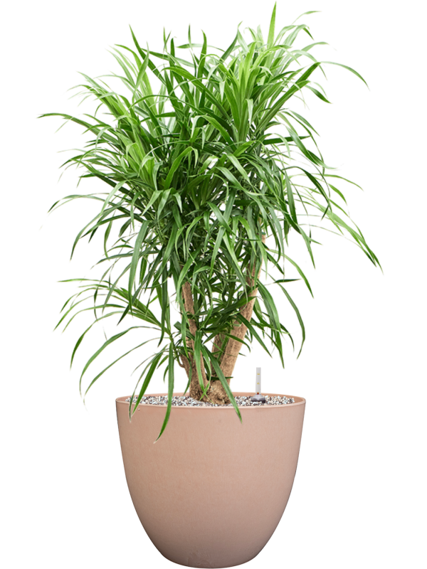 Pleomele (Dracaena) 'Anita Variegata' in Artstone Office Plant With Pot 77cm Height 27cm Dia