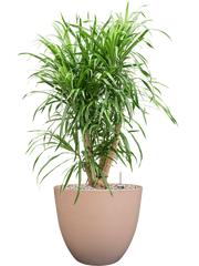 Pleomele (Dracaena) 'Anita Variegata' in Artstone Office Plant With Pot 77cm Height 27cm Dia