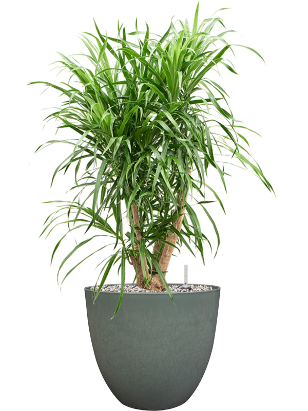 Pleomele (Dracaena) 'Anita Variegata' in Artstone Office Plant With Pot 77cm Height 27cm Dia