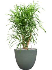 Pleomele (Dracaena) 'Anita Variegata' in Artstone Office Plant With Pot 77cm Height 27cm Dia