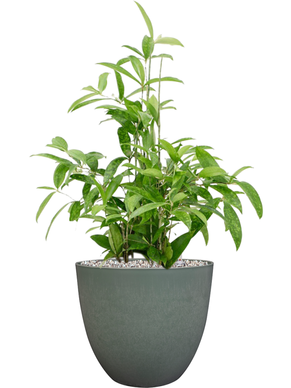 Dracaena surculosa in Artstone Office Plant With Pot 72cm Height 27cm Dia