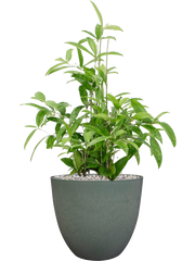 Dracaena surculosa in Artstone Office Plant With Pot 72cm Height 27cm Dia