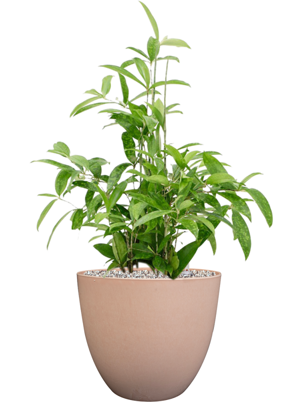 Dracaena surculosa in Artstone Office Plant With Pot 71cm Height 27cm Dia