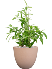 Dracaena surculosa in Artstone Office Plant With Pot 71cm Height 27cm Dia