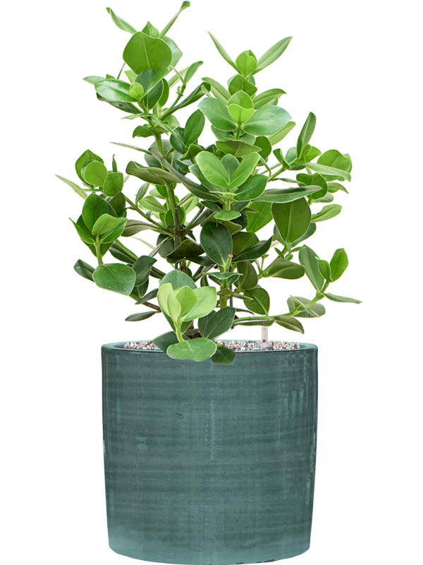 Clusia rosea 'Princess' in Plain Striped Office Plant With Pot 68cm Height 24cm Dia