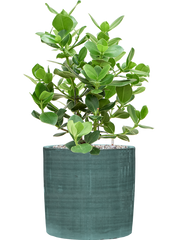 Clusia rosea 'Princess' in Plain Striped Office Plant With Pot 68cm Height 24cm Dia