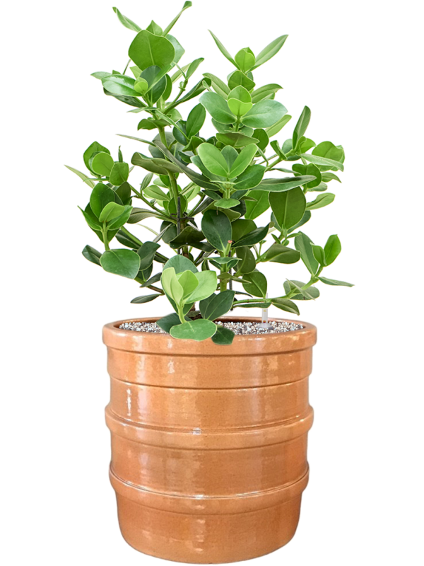 Clusia rosea 'Princess' in Bana Office Plant With Pot 72cm Height 30cm Dia
