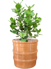 Clusia rosea 'Princess' in Bana Office Plant With Pot 72cm Height 30cm Dia