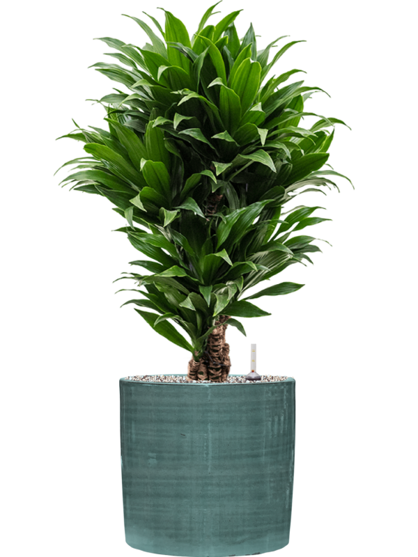 Dracaena fragrans 'Compacta' in Plain Striped Office Plant With Pot 82cm Height 24cm Dia