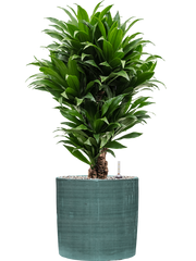 Dracaena fragrans 'Compacta' in Plain Striped Office Plant With Pot 82cm Height 24cm Dia