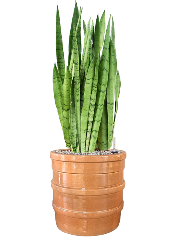 Sansevieria trifasciata 'Silver Mist' in Bana Office Plant With Pot 85cm Height 30cm Dia