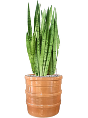 Sansevieria trifasciata 'Silver Mist' in Bana Office Plant With Pot 85cm Height 30cm Dia