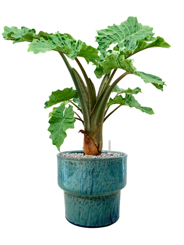 Alocasia 'Low Rider' in Splanky Office Plant With Pot 82cm Height 30cm Dia
