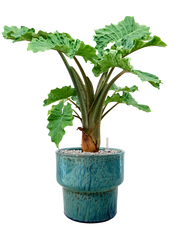 Alocasia 'Low Rider' in Splanky Office Plant With Pot 82cm Height 30cm Dia