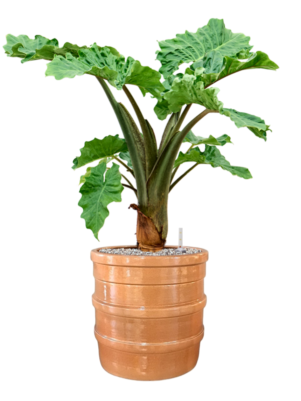 Alocasia 'Low Rider' in Bana Office Plant With Pot 84cm Height 30cm Dia