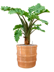 Alocasia 'Low Rider' in Bana Office Plant With Pot 84cm Height 30cm Dia