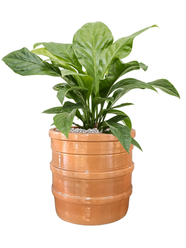 Anthurium ellipticum 'Jungle Bush' in Bana Office Plant With Pot 65cm Height 30cm Dia