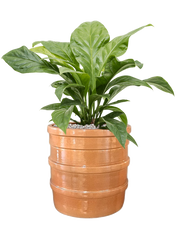 Anthurium ellipticum 'Jungle Bush' in Bana Office Plant With Pot 65cm Height 30cm Dia